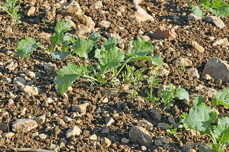 Colza associé à la lentille. 