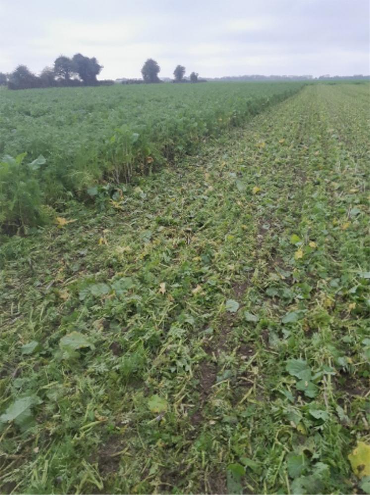 La réglementation oblige à semer un couvert entre culture de printemps récoltée tôt et une céréale d’hiver. 