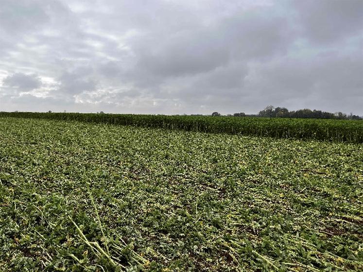 Le semis direct est une manière de faire évoluer les pratiques sur une exploitation. 