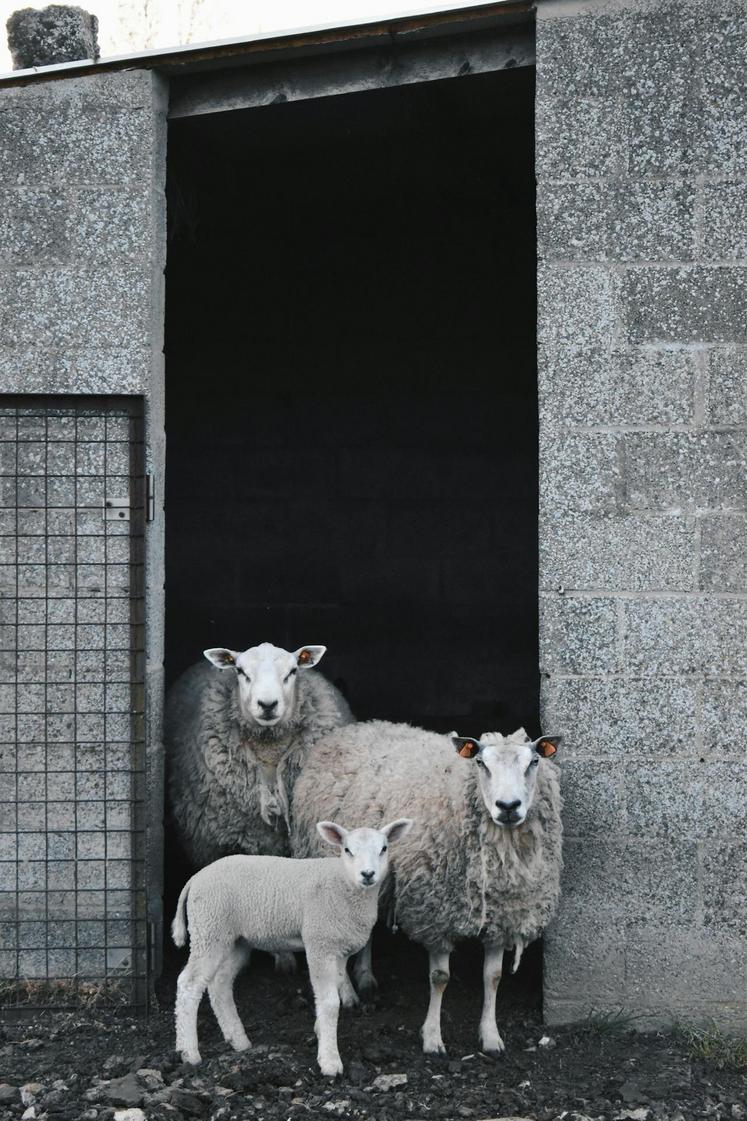 Aïd el-Kebir mouton abattage rituel Somme religion