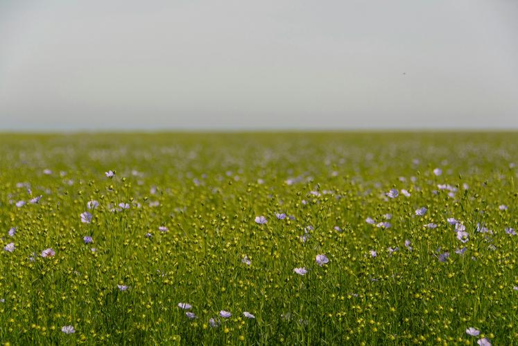 Qu’ils soient producteurs, teilleurs ou techniciens spécialisés, chacun a son idée sur ce qu’est un lin de qualité et les leviers à mettre en œuvre, et c’est lors du dernier congrès de l’AGPL, à Quaëdypre, que leurs avis se sont croisés. 