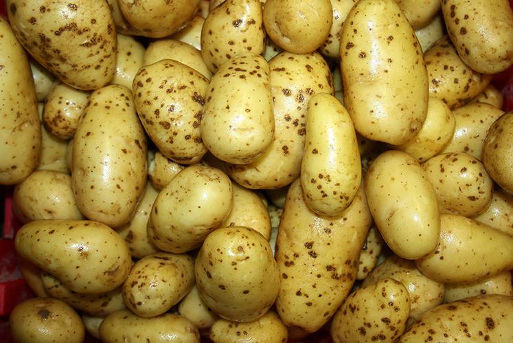 Le NEPG avertit contre la tentation d’augmenter fortement les surfaces  en 2025.