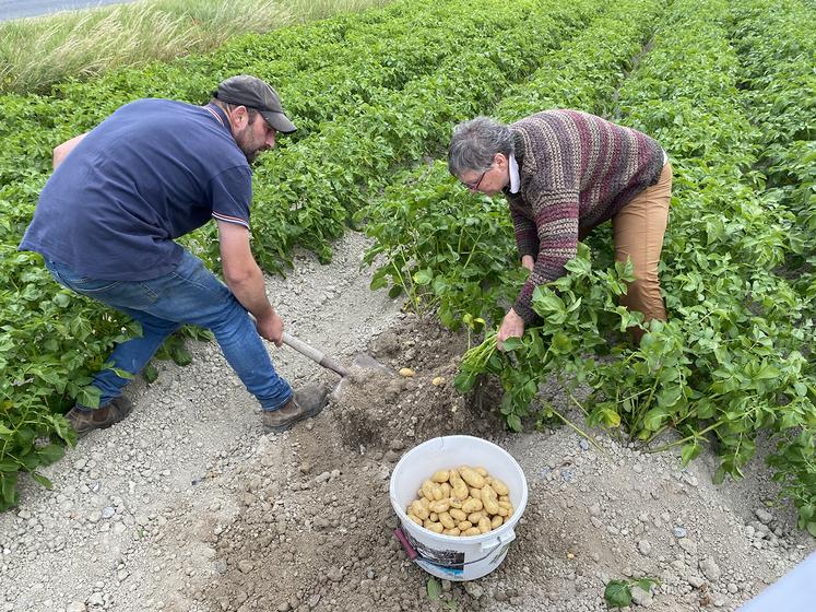 Lors du repas champêtre, l’association a vendu une quarantaine de kilos de pommes de terre.