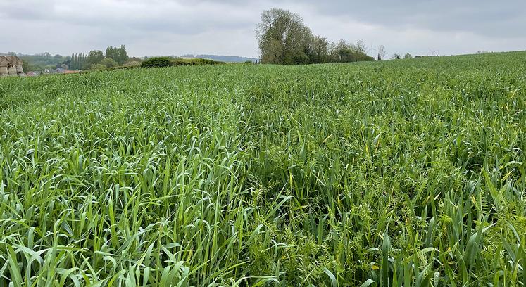 Figure 1. Vue d'ensemble des deux méteils : à gauche = Méteil 1 et à droite = Méteil 2