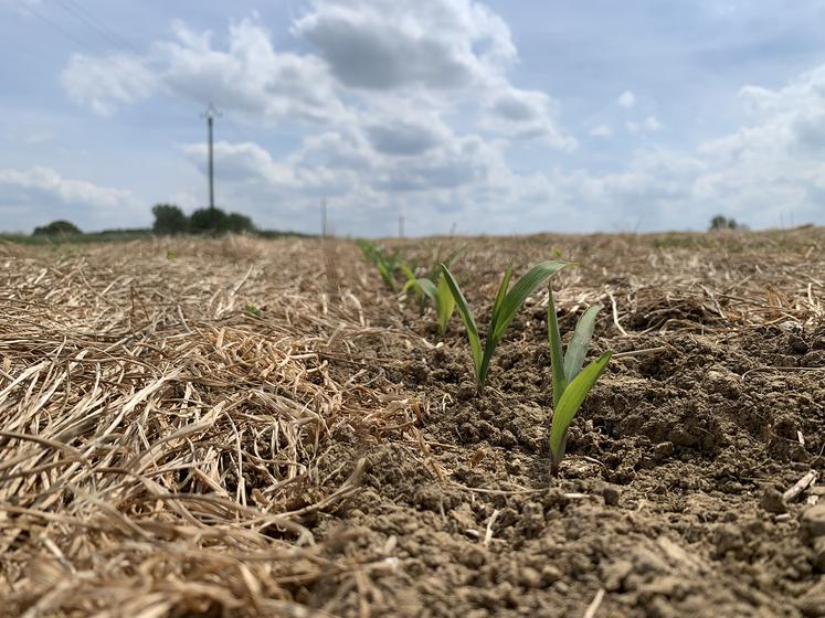 Le maïs semé au strip-till sans travail du sol souffre surtout du manque d’eau. Pierre-Samuel réitérera l’essai. 