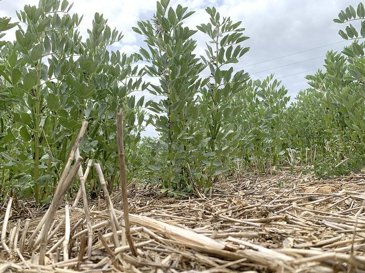 Les féveroles semées en direct nécessitent d’affiner l’itinéraire technique. 