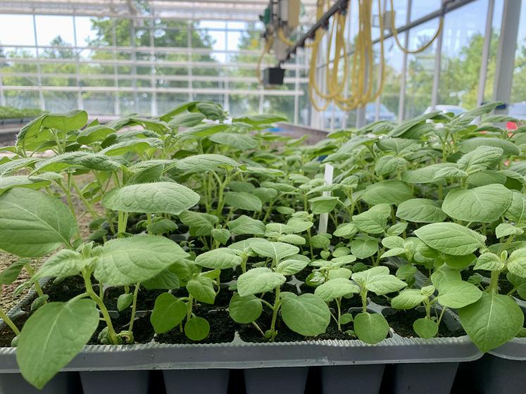 À Achicourt (62), dans le laboratoire et les serres du Comité Nord plants  de pomme de terre, naissent les toutes premières générations de plants. 