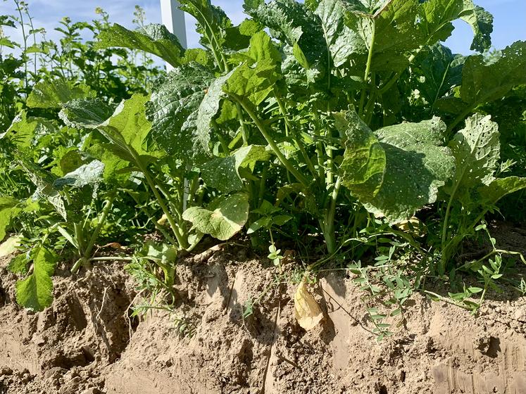 Le couvert Chlorofiltre Bledor SAS Fly de Cérience, partenaire du Groupe Carré, semé à la volée avant récolte, entre deux blés, permettrait de déplafonner de 10 quintaux le second blé. 