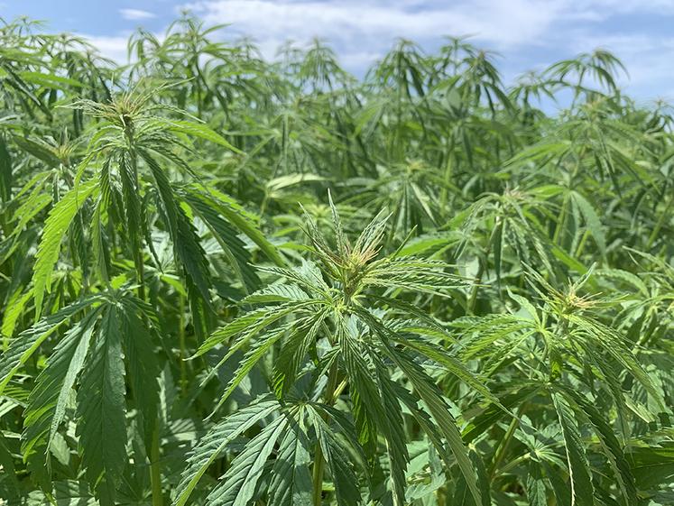 Le projet Hemp4Circularity englobe toutes les étapes de la transformation du chanvre textile, depuis la culture jusqu’à la fabrication de tissu et au recyclage.