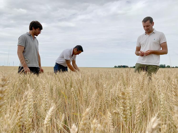 Pour l’agriculteur-multiplicateur Pierre-Coustenoble (à g.), il ne reste plus qu’à attendre la récolte. Les semences seront traitées à la station de Sana Terra  à Rosières-en-Santerre, que supervisent Bertrand Estienne et Grégoire Lesot. 