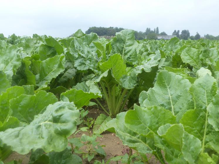 Parmi les questions soulevées par le syndicat betteravier, celle des coûts supplémentaires liés à la transition, le traitement  des données et d’autres enjeux qui pourraient venir se greffer. 