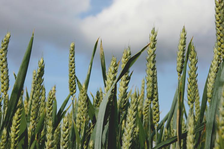 céréales surfaces en Europe Agreste
