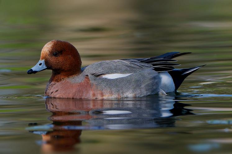 moratoires gibier d'eau Pannier-Runacher chasse Willy Schraen CNCFS