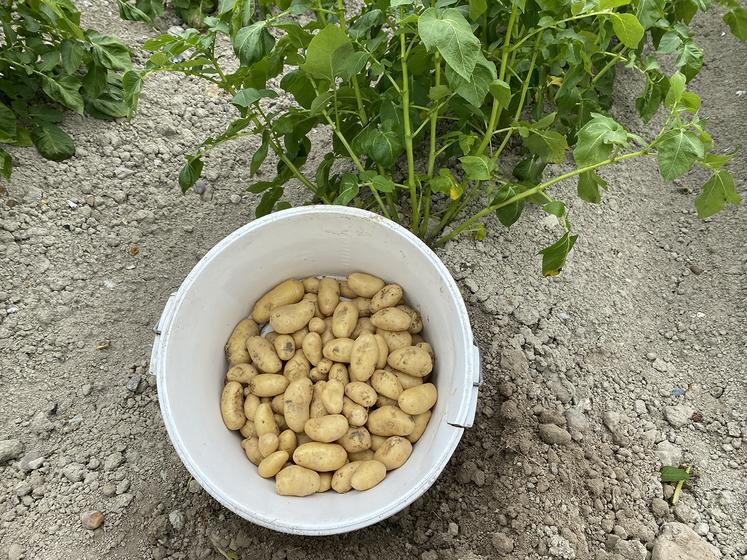 La pomme de terre Annabelle est apprécié par les restaurateurs, notamment pour son petit calibre. 