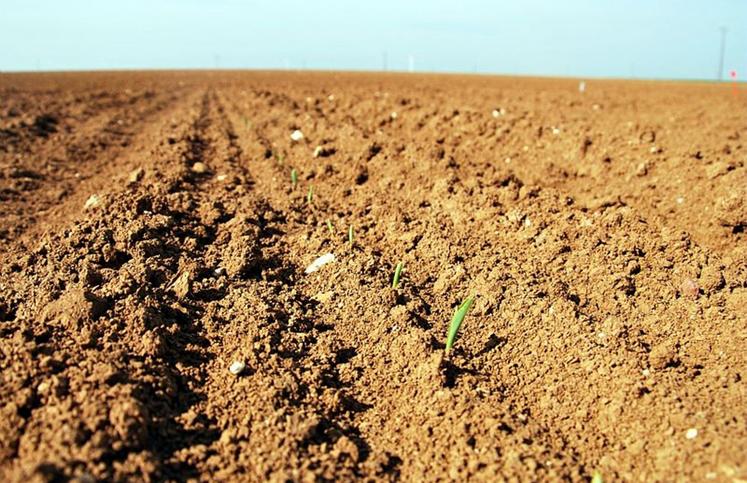 Selon une enquête réalisée par la FDSEA80, le préjudice économique des attaques de corbeaux sur maïs varie de 500 € à plus de 20 000 €, avec une perte moyenne avoisinant les 3 000 €.