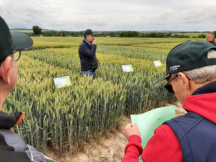 Dans la gamme proposée par Noriap, les remplaçantes de variétés jusqu’à présent référentes continuent de s’installer, répondant à un besoin. 