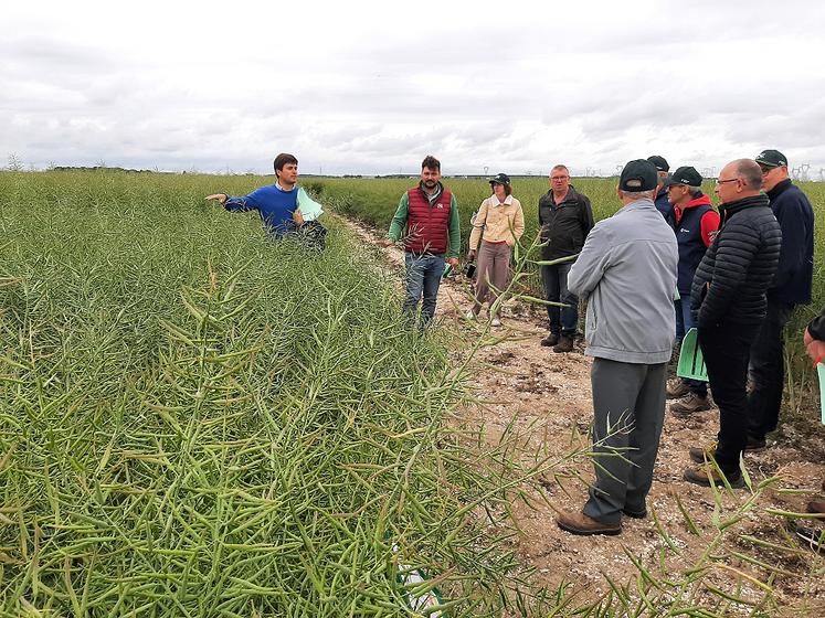 Lors de la journée Opti organisée à La Chaussée-Thirancourt le 5 juin par Noriap, Cyprien Cannesson est revenu sur les points de vigilance à suivre pour s’assurer d’une récolte de colza intéressante sur le plan rendement et qualité. 