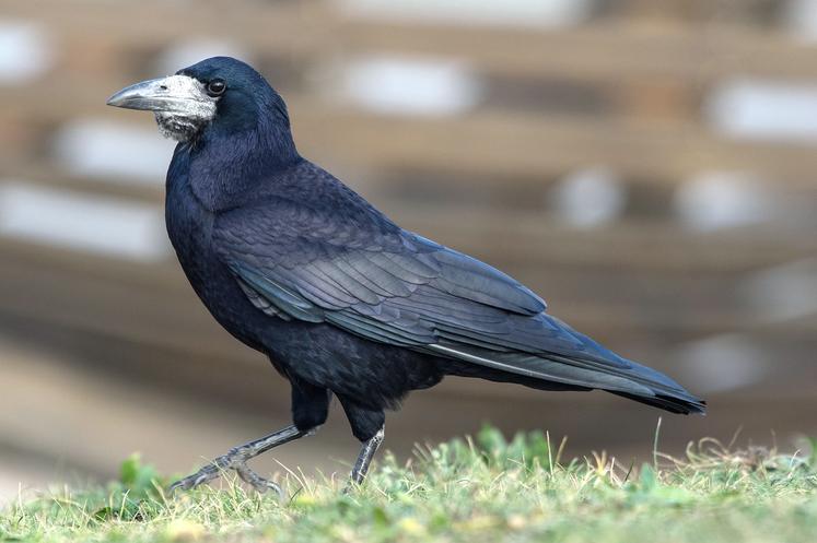 Le corbeau freux, comme le choucas, ont été déclassés ESOD (Espèce susceptible d’occasionner des dégâts) dans certains départements, faute de données exploitables.