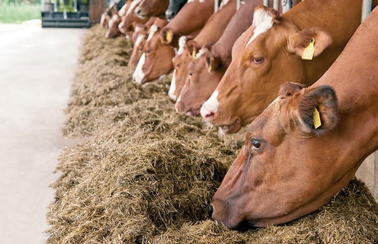 La constitution de stocks suffisants avec un niveau de qualité adapté aux animaux doit être une priorité.