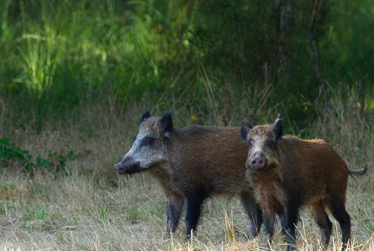 sanglier dégâts gibier d'eau moratoire Agnès Pannier-Runacher