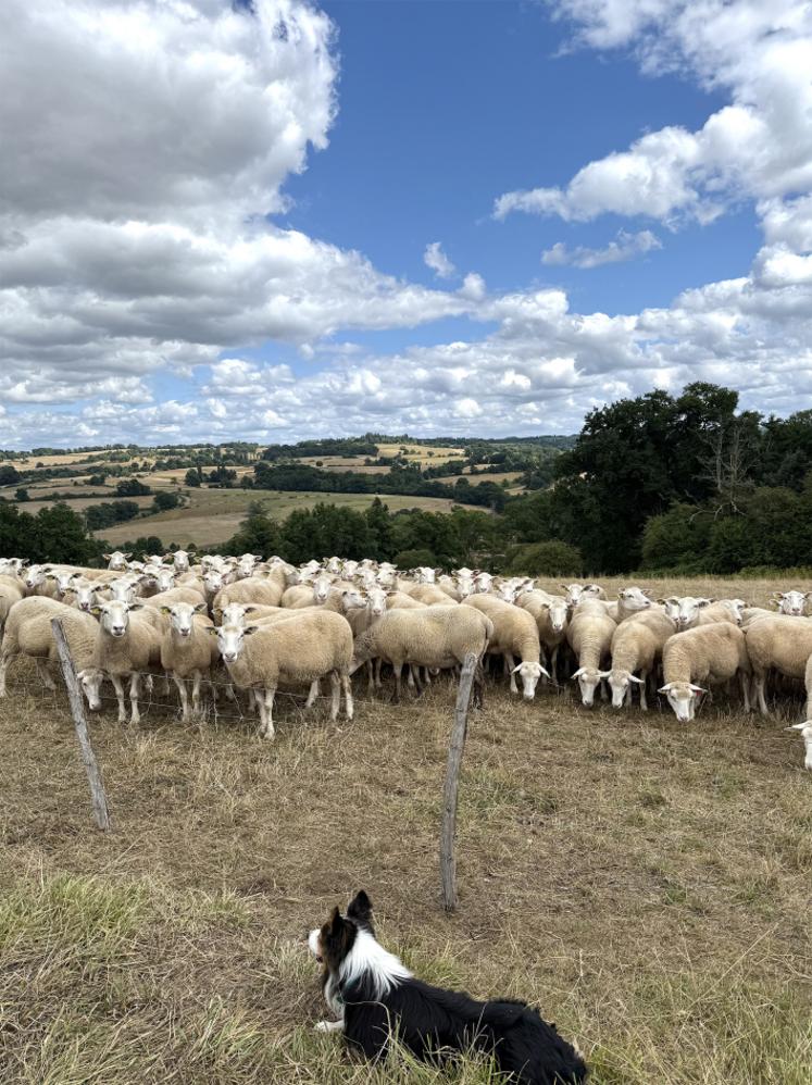 Seules les brebis maigres nécessitent un apport de concentré