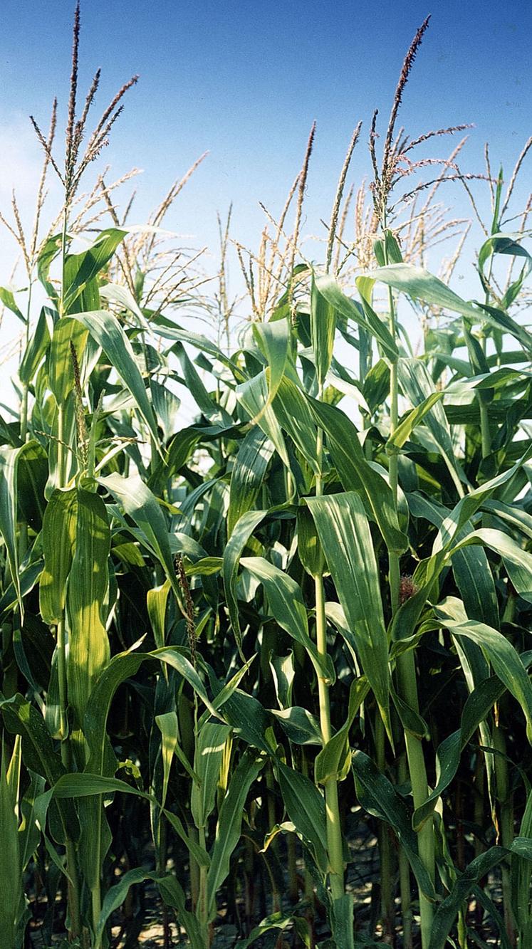Connaître la date précise de la floraison améliore la prévision de la date de récolte.
