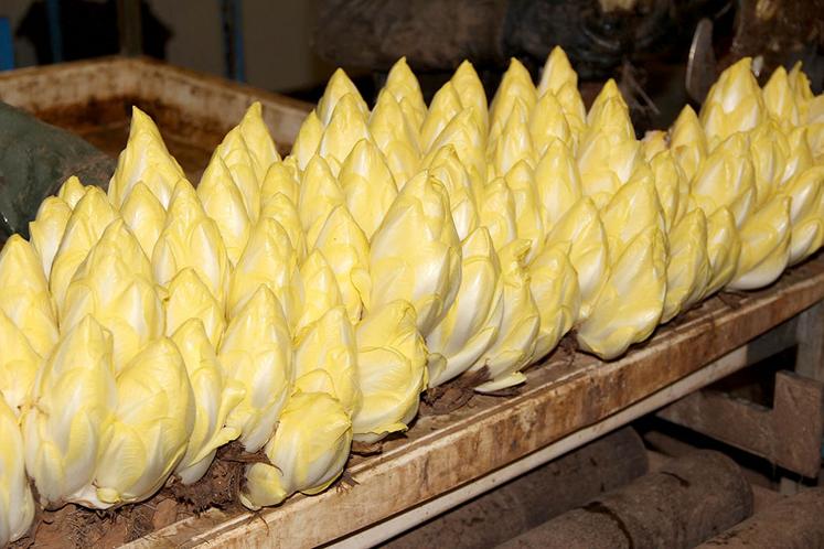 Les exportations d’endives, bien qu’en augmentation de 14 % sur la période n’ont pas pesé sur la situation globale. 