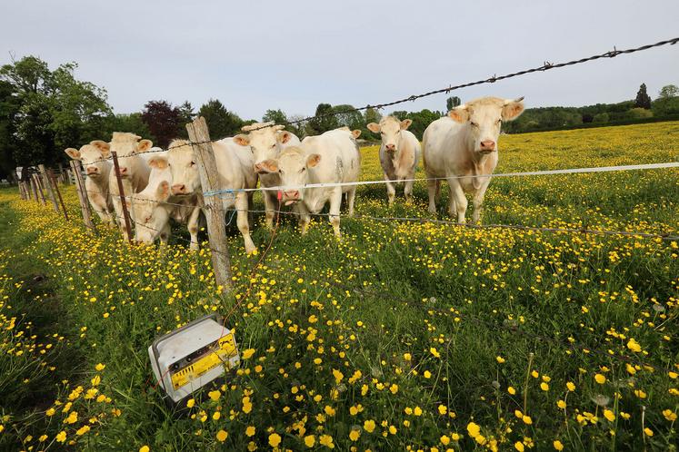 Les niveaux de prix actuels, avec des broutards pouvant dépasser les 2 000 €, contraignent les engraisseurs à investir  davantage en début de cycle et à prendre plus de risques. 