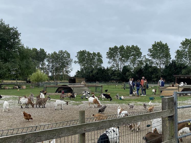 Sur place, toutes sortes d’animaux : rongeurs, insectes, bovins, des chèvres et, bien évidemment, des ânes, sont à découvrir. 