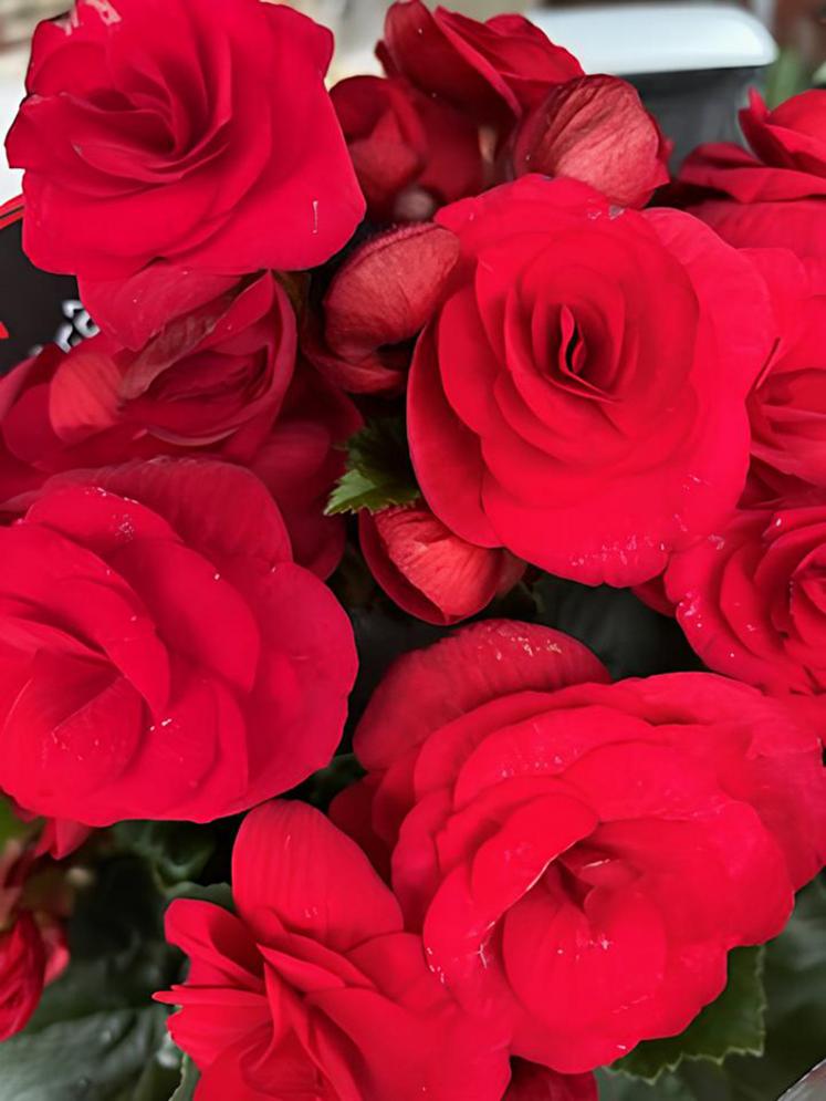 Le bégonia sera utilisé dans certaines recettes de l’atelier cuisine.