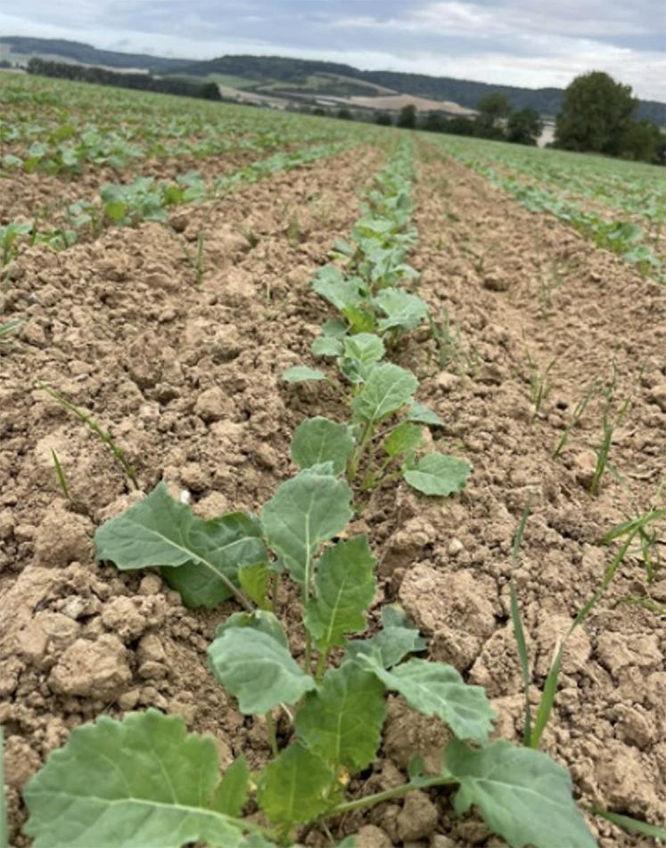 Colza avec levée de graminées.