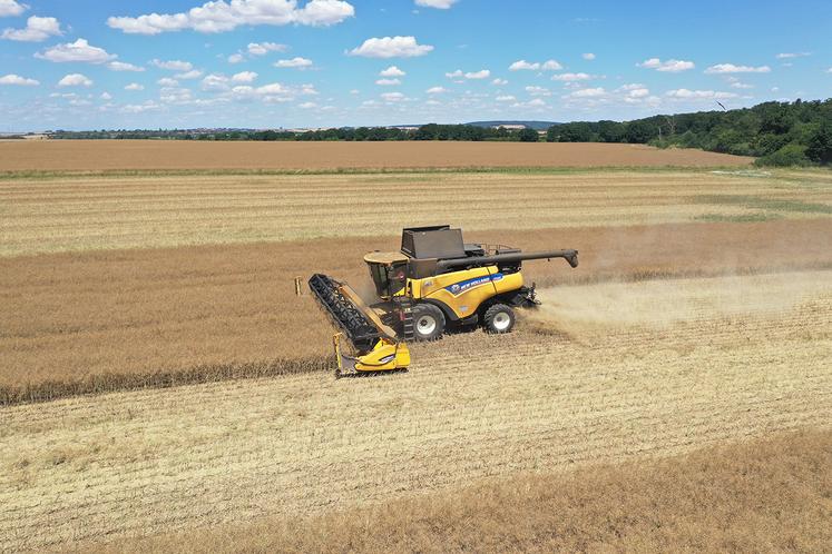 Une coupe haute facilite le battage en permettant une meilleure séparation des pailles sèches. 