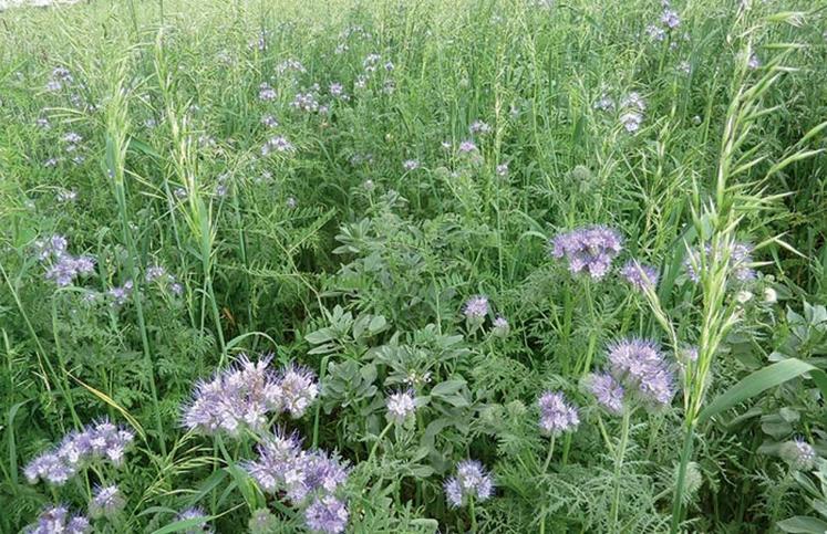 Aucune recette miracle n’est ressortie clairement dans ce réseau d’essais. C’est souvent le climat (pluie) qui joue  sur la biomasse observée. 