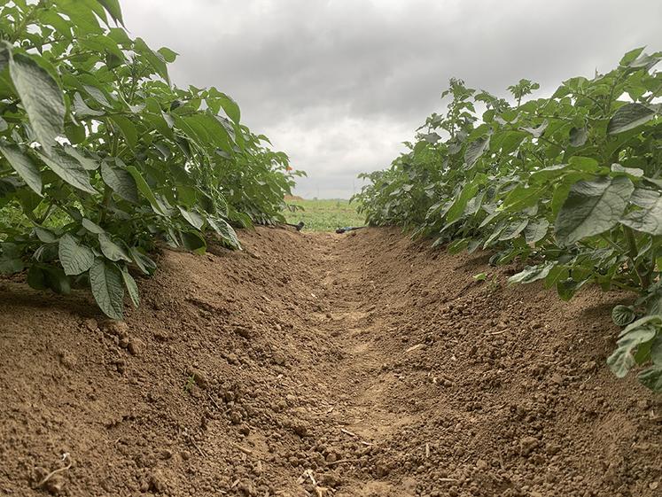 Les récents prélèvements révèlent un rendement moyen de 26,5 t/ha  à l’heure actuelle, soit 6,5 t/ha de plus qu'en 2024 et 9,1 t/ha par rapport  à la moyenne cinq ans. 