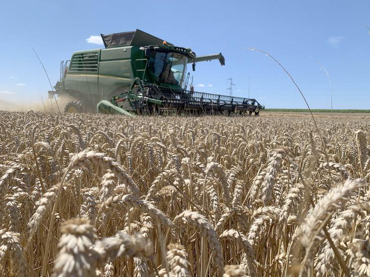 La moisson est bonne, mais le marché des céréales est morose. La très bonne qualité du blé pourrait cependant ouvrir des portes à l’export.