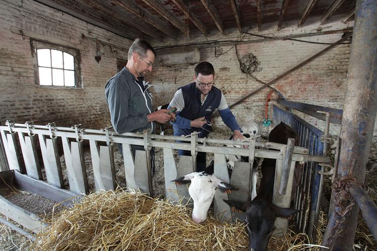 La maîtrise de l’IVV requiert aussi de détecter les animaux non gestants rapidement. 