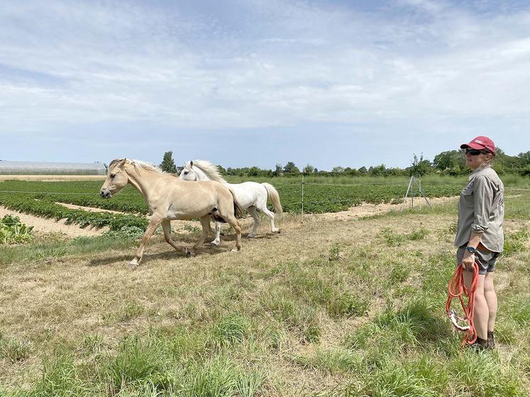 Toutes balades à cheval se font par réservation.