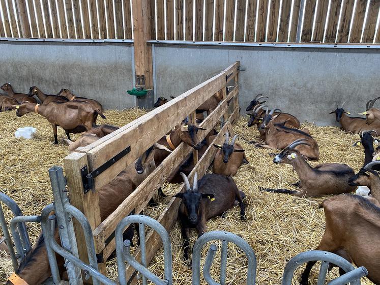 Grâce au lait de ses chèvres, Marion concocte une soixantaine de produits comme des yaourts, du fromage et des glaces. 
