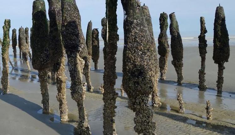 De nouvelles installations permettent de maintenir une bonne qualité des eaux  de rejet après traitement des moules. 