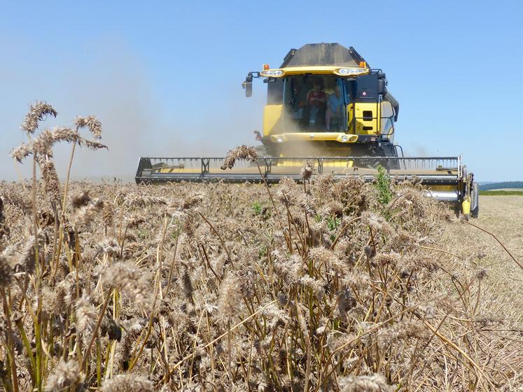 Au 30 juillet, SFP a réceptionné le trèfle incarnat et 90 % des graminées (ray-grass d’Italie, ray-grass anglais, dactyle  et fétuque). 