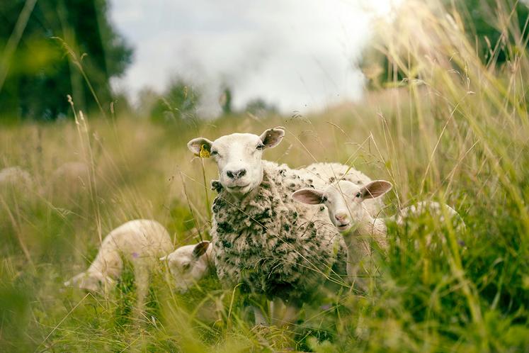 Il s’agissait de traduire les pertes économiques en données concrètes. Pour les ovins par exemple, il s’agit d’une baisse d’effectifs de 5 % de brebis en un an. 