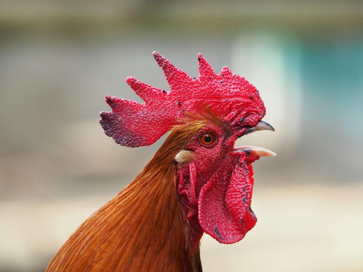 Ricco coq action en justice renard nuisances