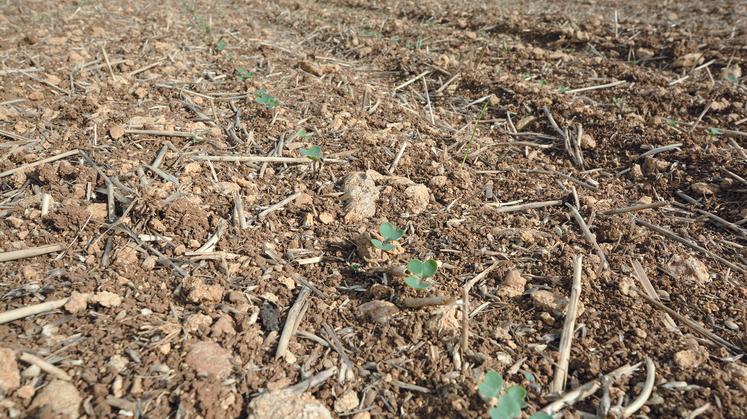 La réussite de l’implantation du colza repose sur des observations simples et des pratiques optimisées, en particulier avec les conditions humides rencontrées  lors des semis des précédents culturaux en 2024. 