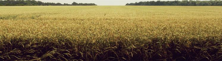 Le Groupement foncier agricole est un moyen de préserver l’unité foncière,  notamment dans un cadre familial.
