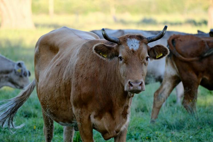 DNC Rassemblement national dernatose nodulaire contagieuse Savoie Haute-Savoie