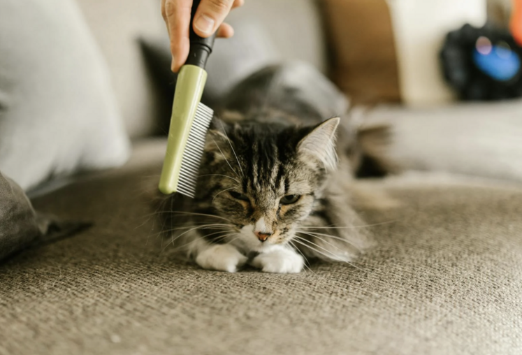 acétamipride collier antipuces 