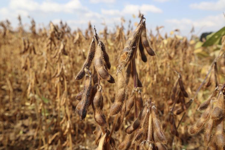 soja récolte dates de récoltes protéines végétales Terres Inovia