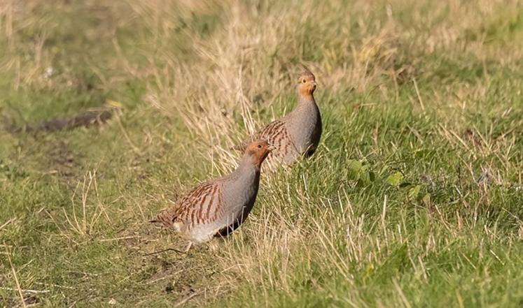 perdrix grise chasse suspendue Belgique Wallonie