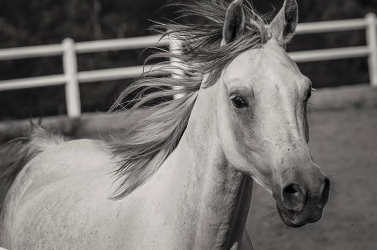 chevaux mutilés Normandie procès garde à vue tribunal