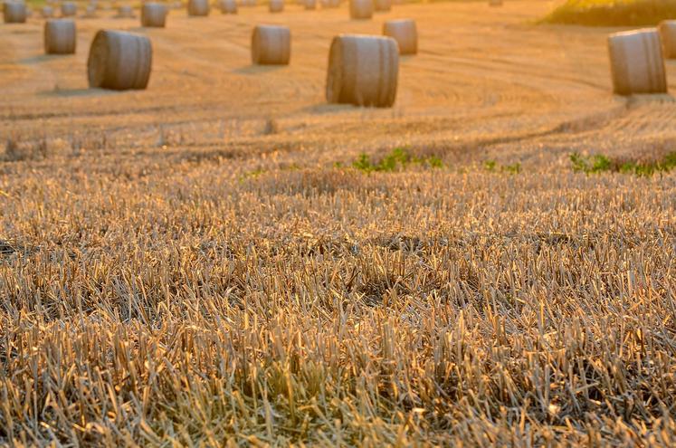 bilan des moissons céréales blé tendre blé dur colza pois